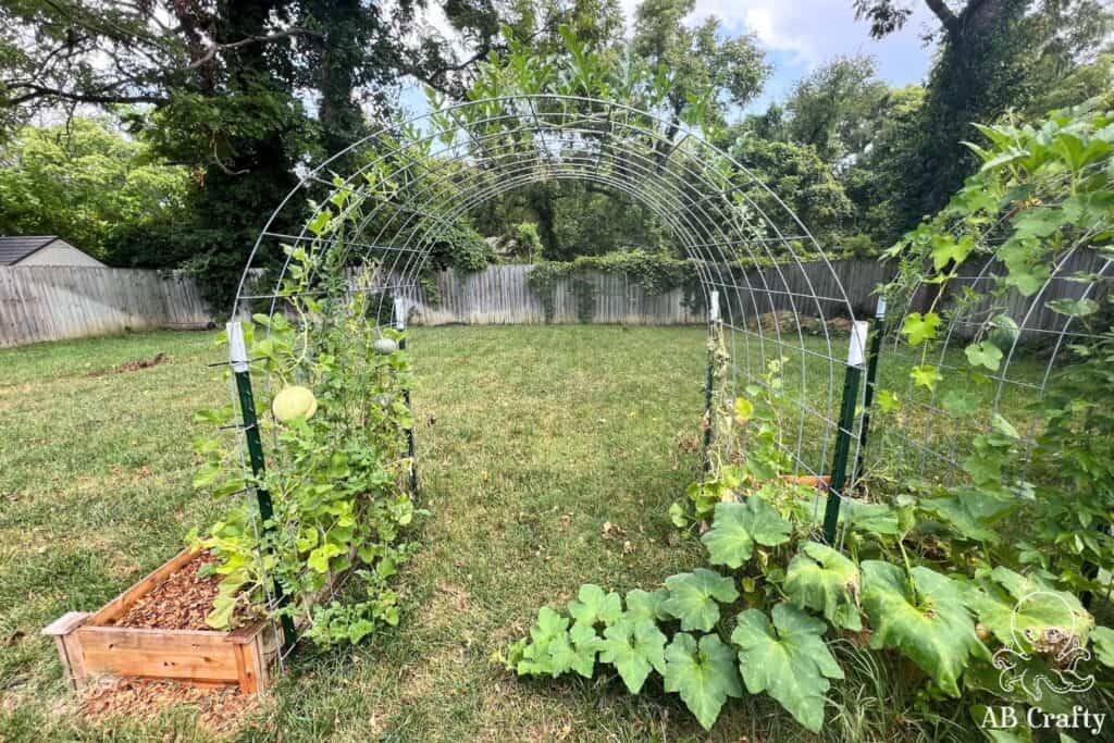 cattle panel trellis with melon vines growing on it