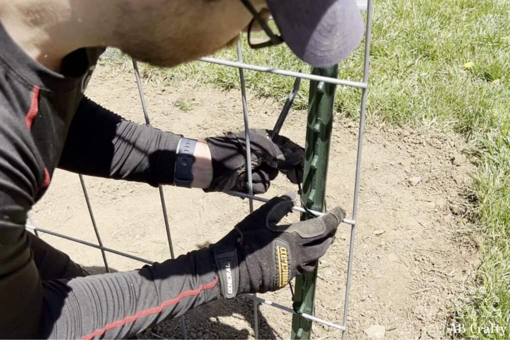 placing a zip tie around the cattle panel and fence post