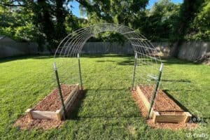 finished DIY cattle panel trellis with two raised beds next to it