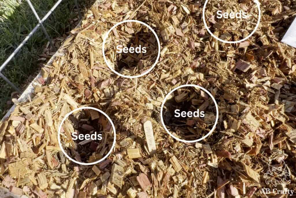 layout of seed placement for the garden beds