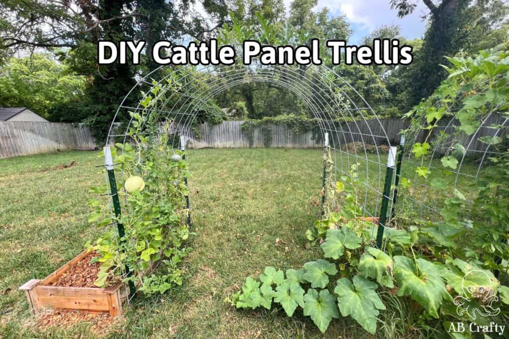 finished garden arch with melon vines growing on it with the title "diy cattle panel trellis"