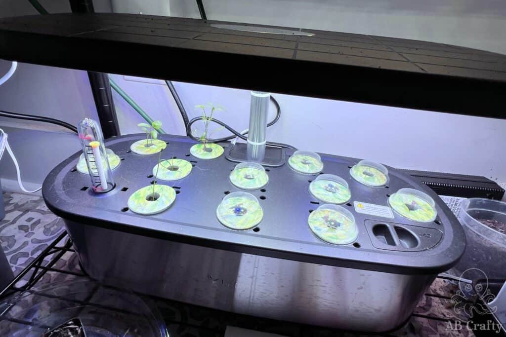 uruq hydropnic system with remote, showing a few sprouted seedlings