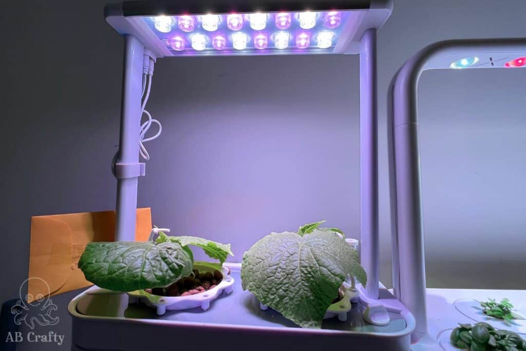 eSuperegrow Hydroponic System with cucumber plants sprouting