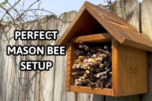 A completed, house-shaped wooden bee house with an internal grid fully stocked with natural and paper-lined nesting reeds, mounted on a weathered grey fence. title reads "perfect mason bee setup"